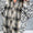 Plus Size Leopard Plaid Button Up Long Sleeve Shacket